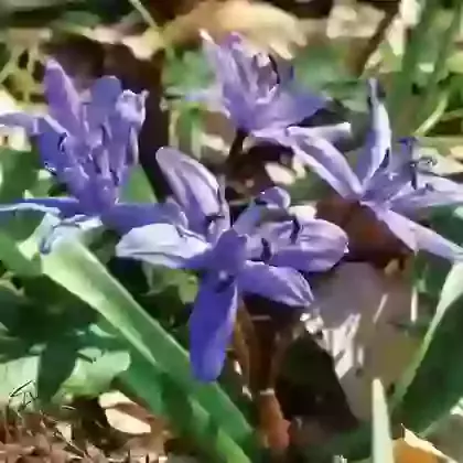 Bifolia